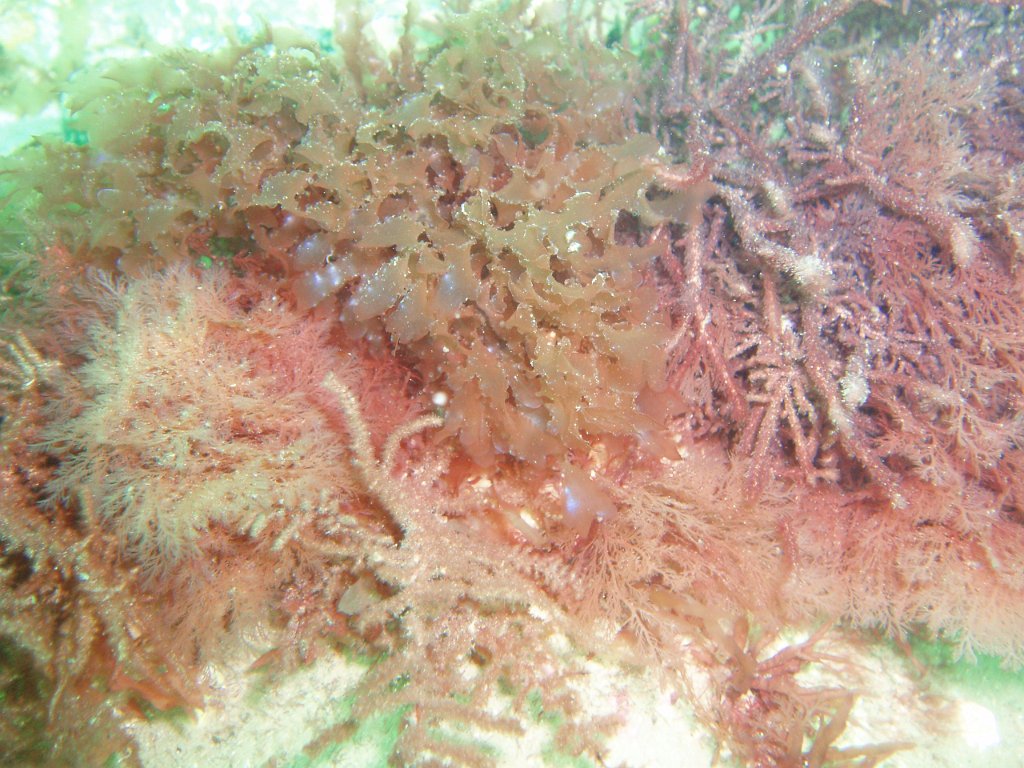 Mixed red algae
