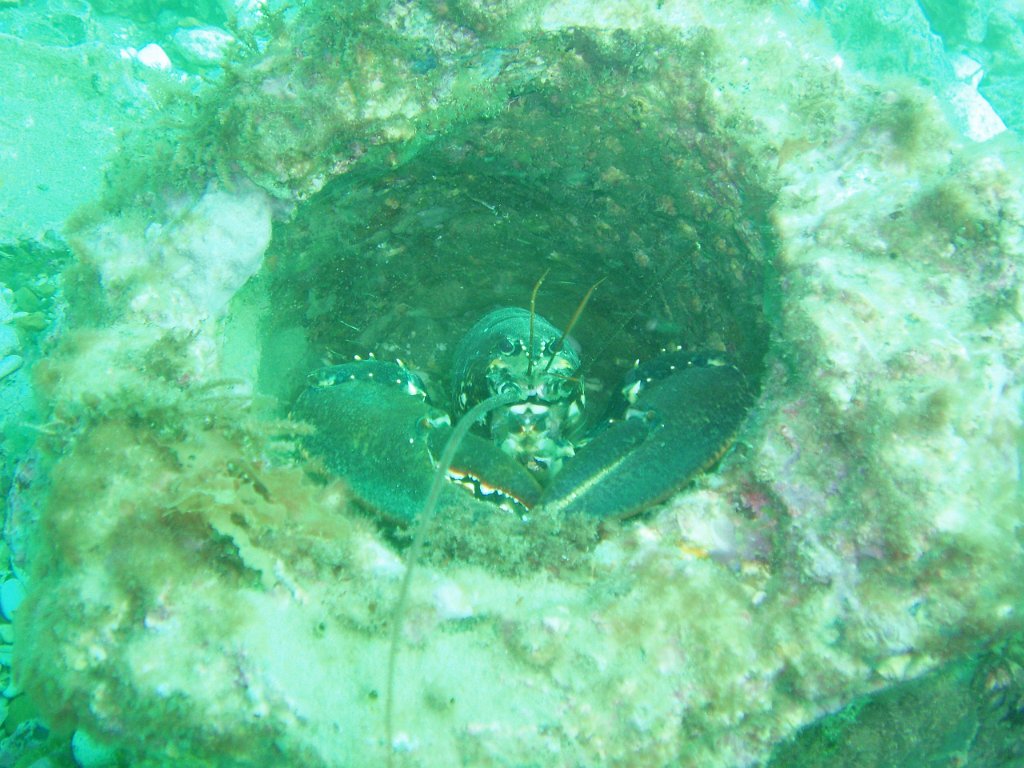 Lobster