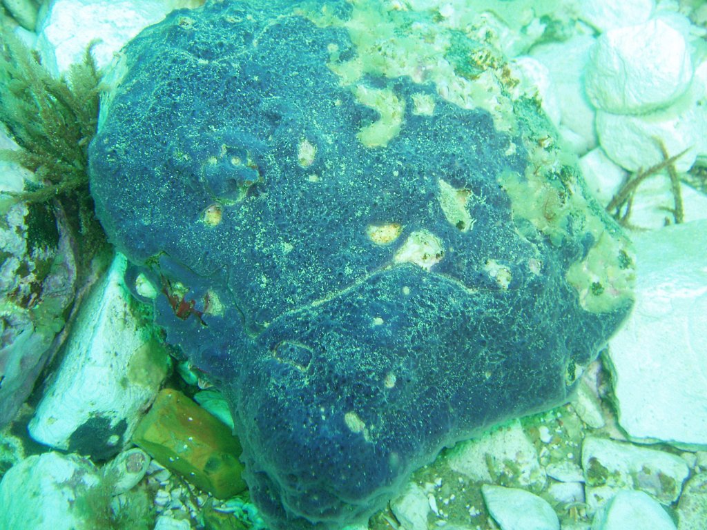 Famous purple sponge