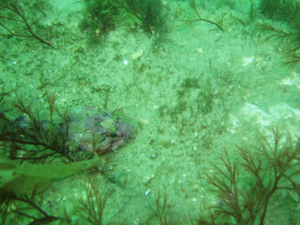 Long-spined sea scorpion