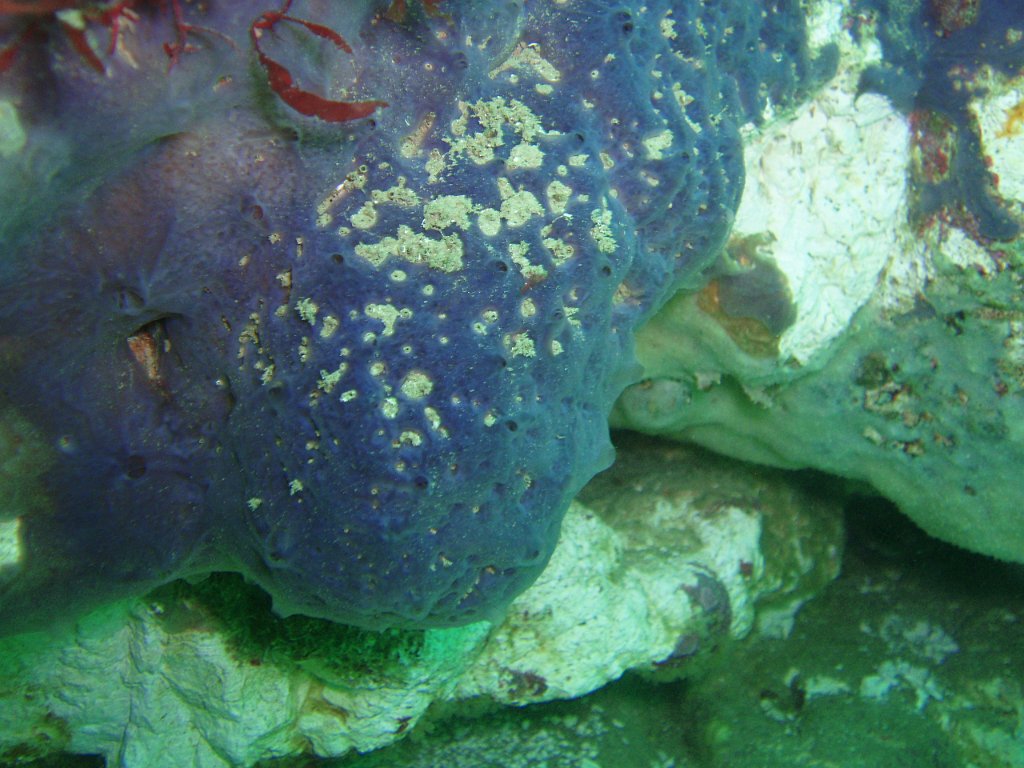 More purple sponge