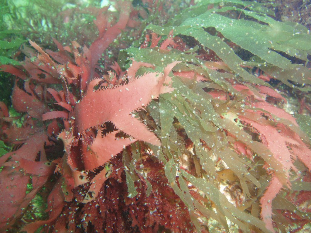 Mixed algae