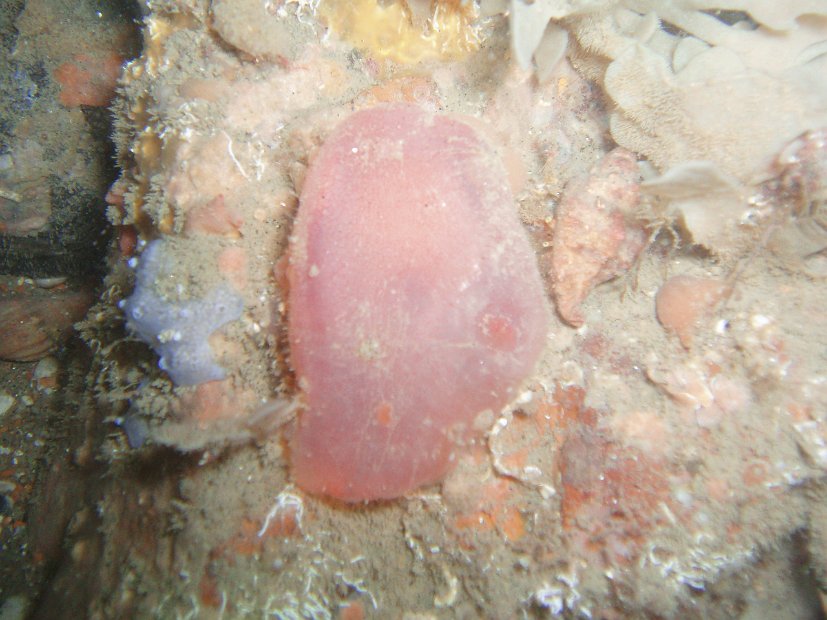 Strange 'blob' #1