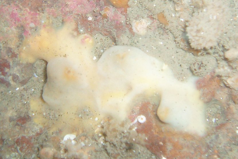 Strange 'blob' #2