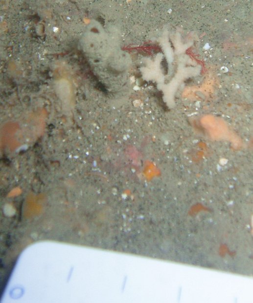 Bryozoan?