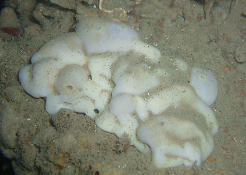 Strange 'blob' #3