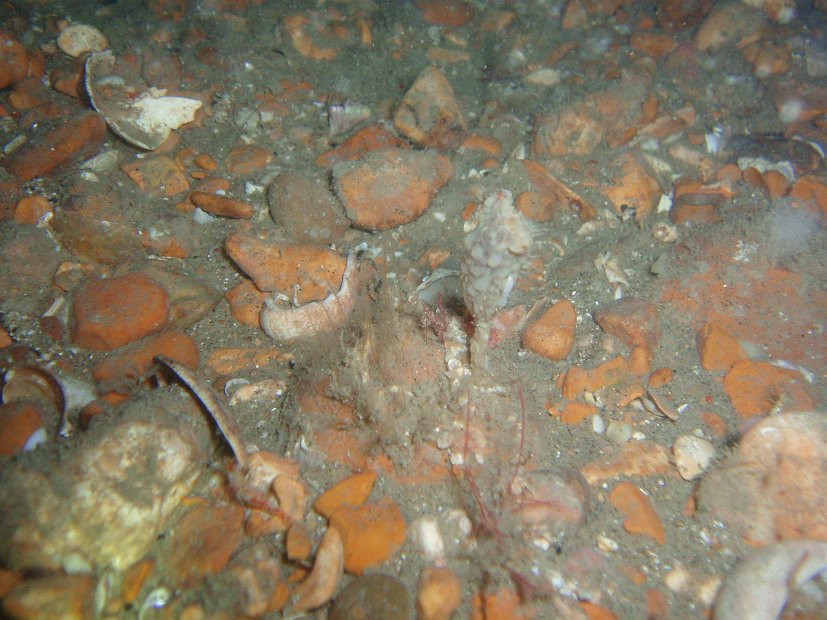 Typical seabed