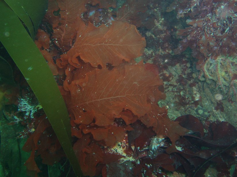 Red algae