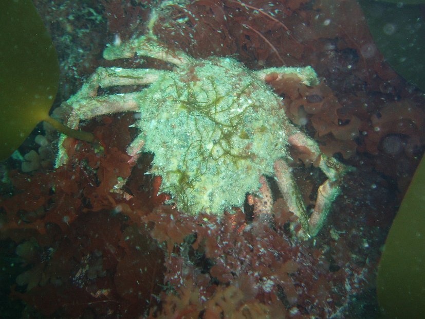 Spider crab