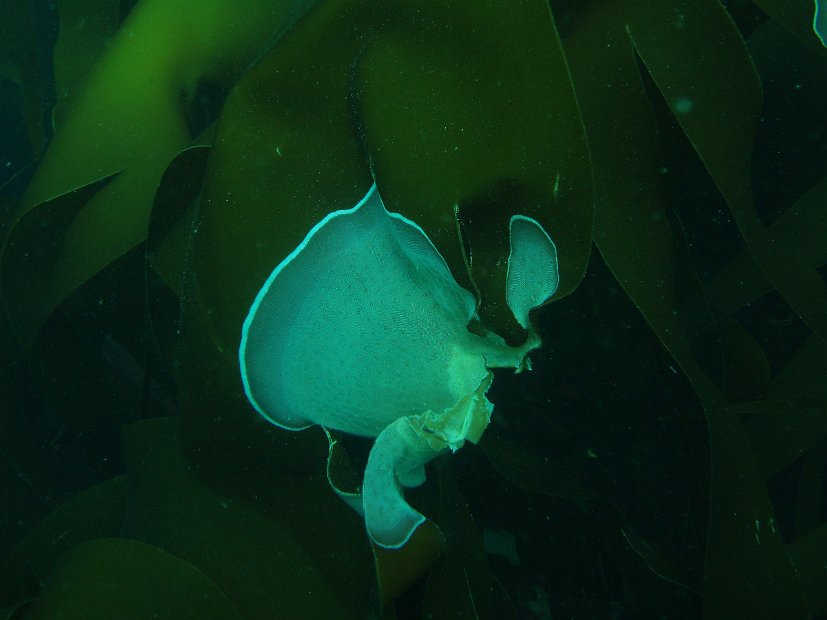 Kelp coverage