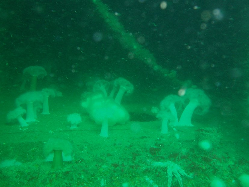 Inside the Scylla