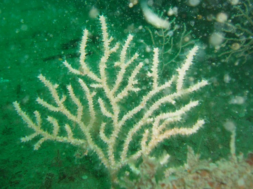 Eunicella verrucosa