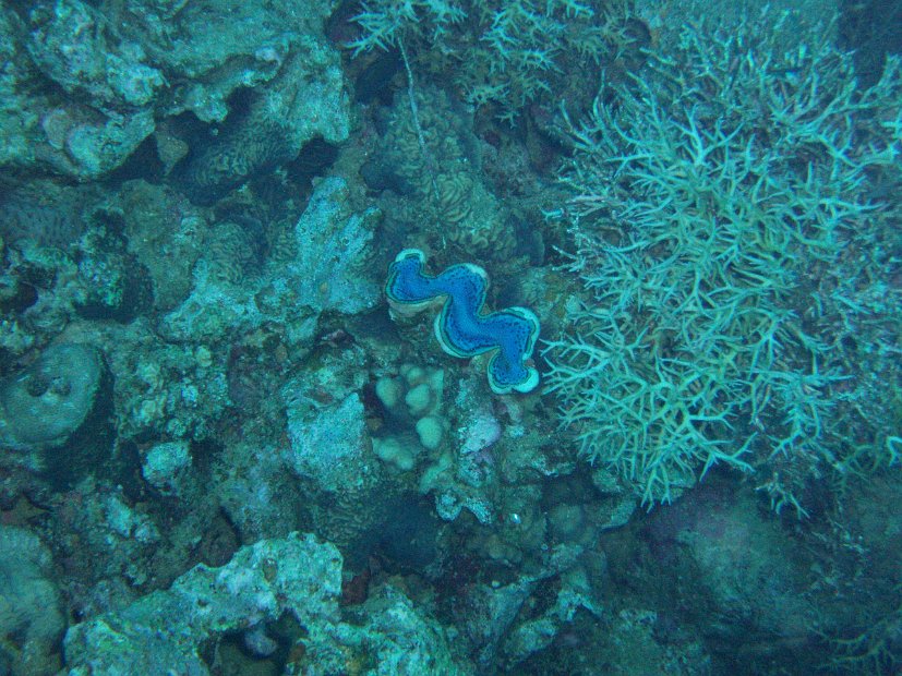 Giant clam