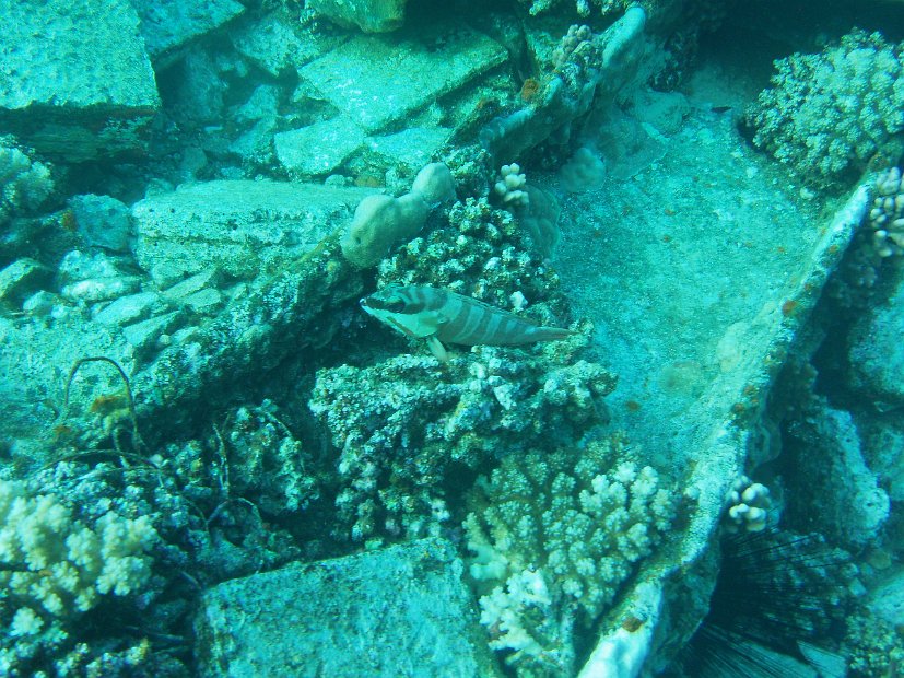 Blacktip grouper