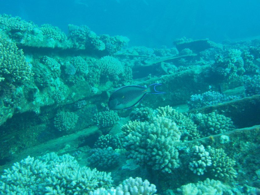 Arabian surgeonfish