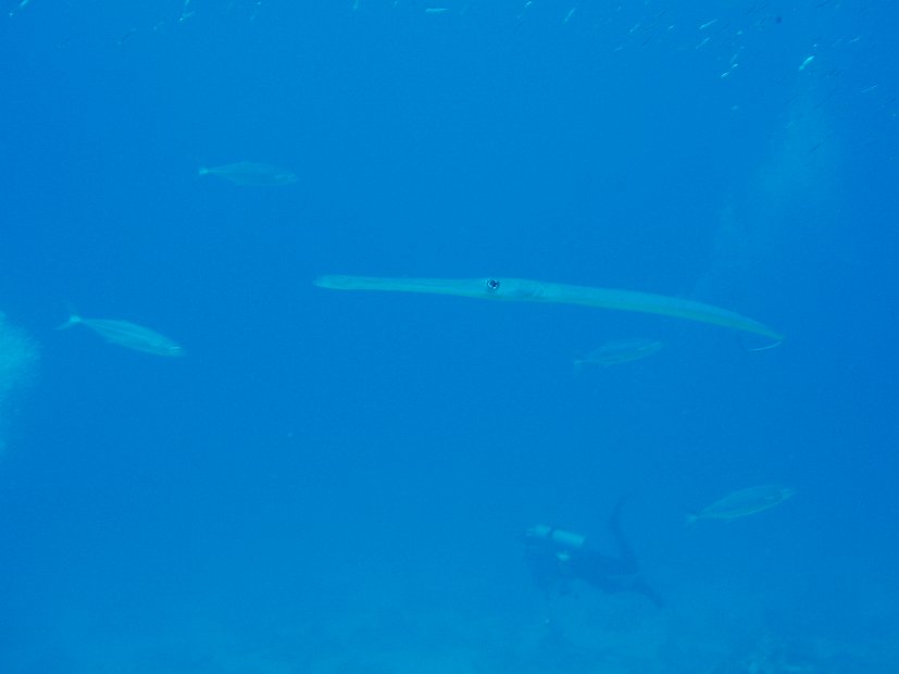 Cornetfish