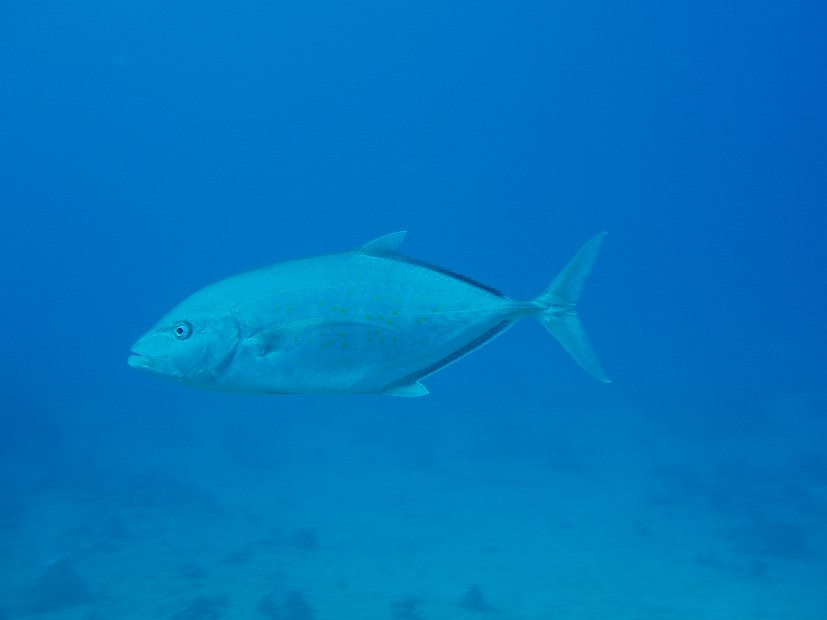 Yellow-spotted trevally