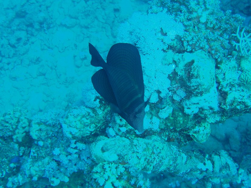 Sailfin tang