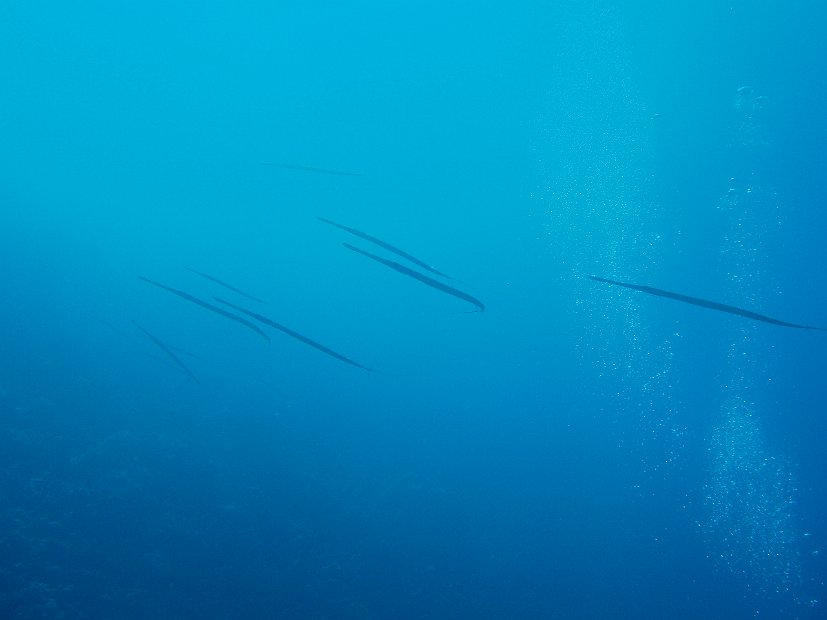 Cornetfish