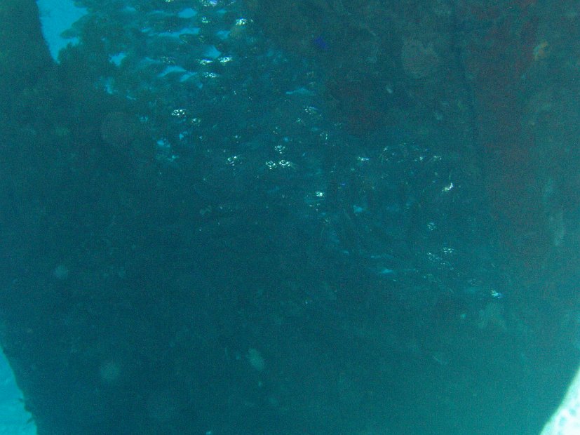 Glassfish