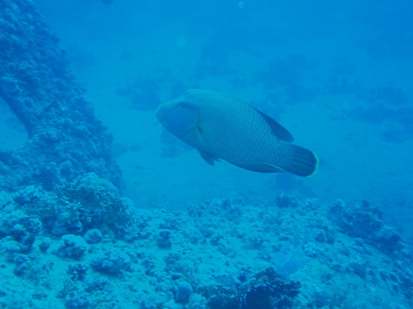 Napoleonfish