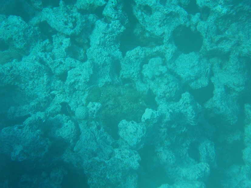 Spot the stonefish!