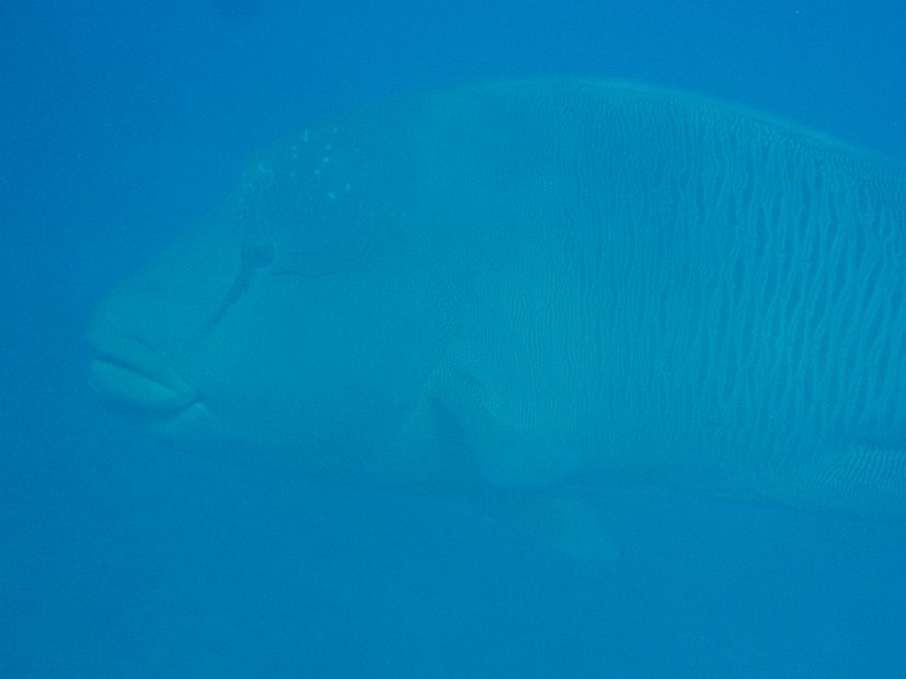 BIG Napoleonfish