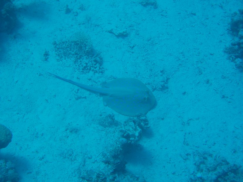 Bluespotted stingray