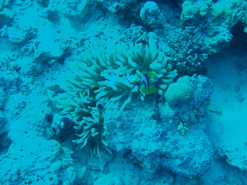 Nemo!