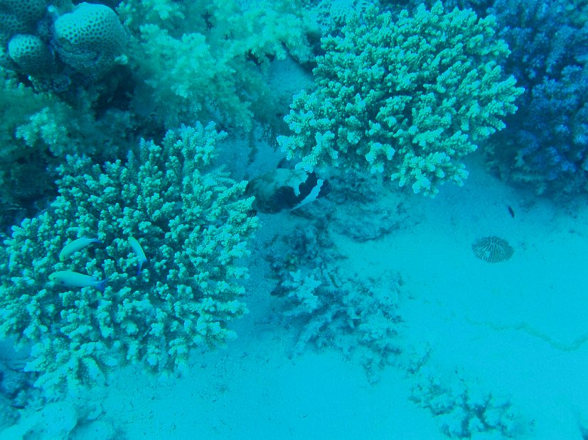 Masked puffer