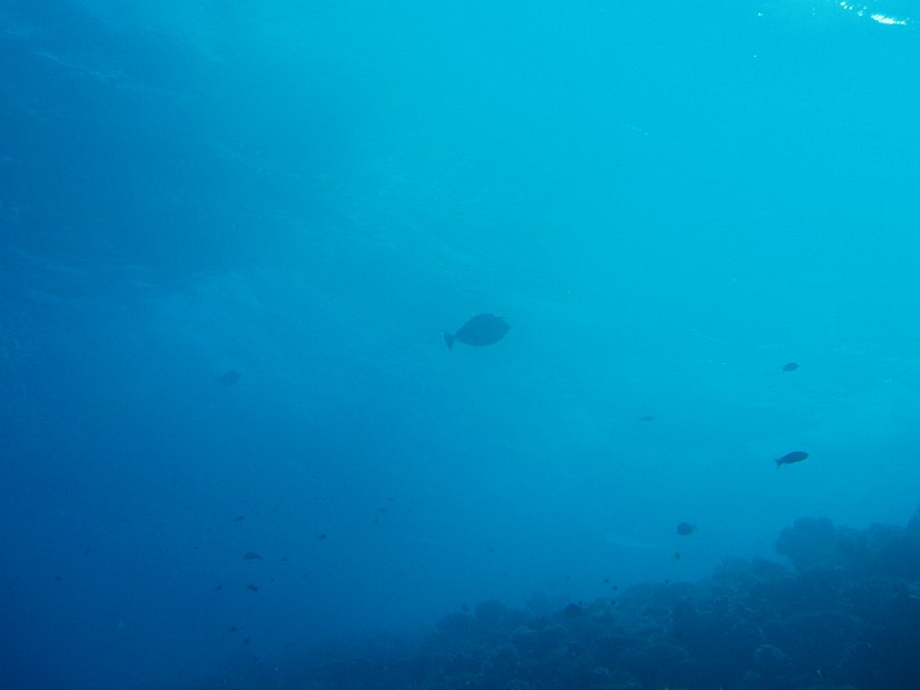 Unicornfish