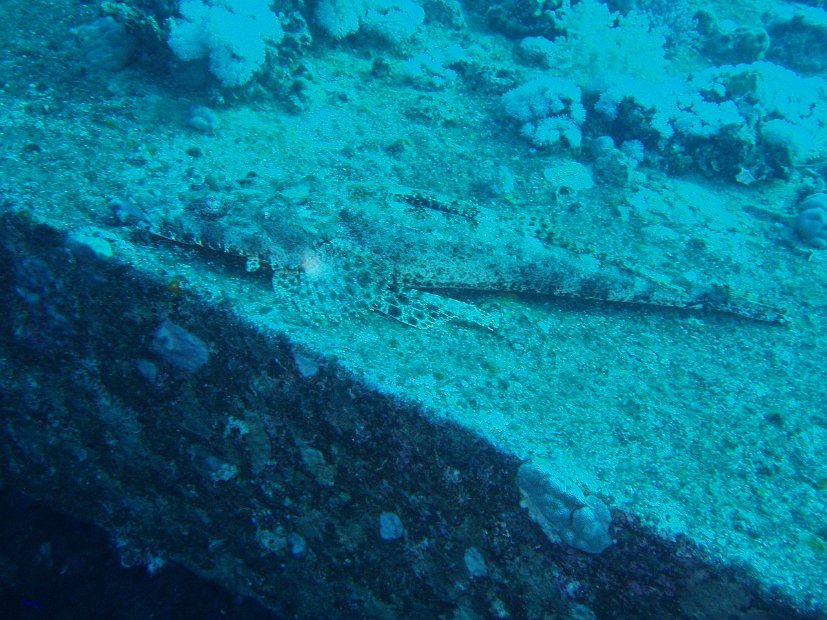 Crocodile fish