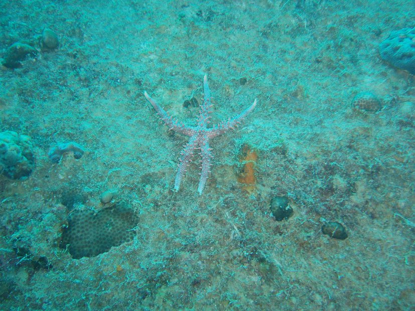 Egyptian sea star