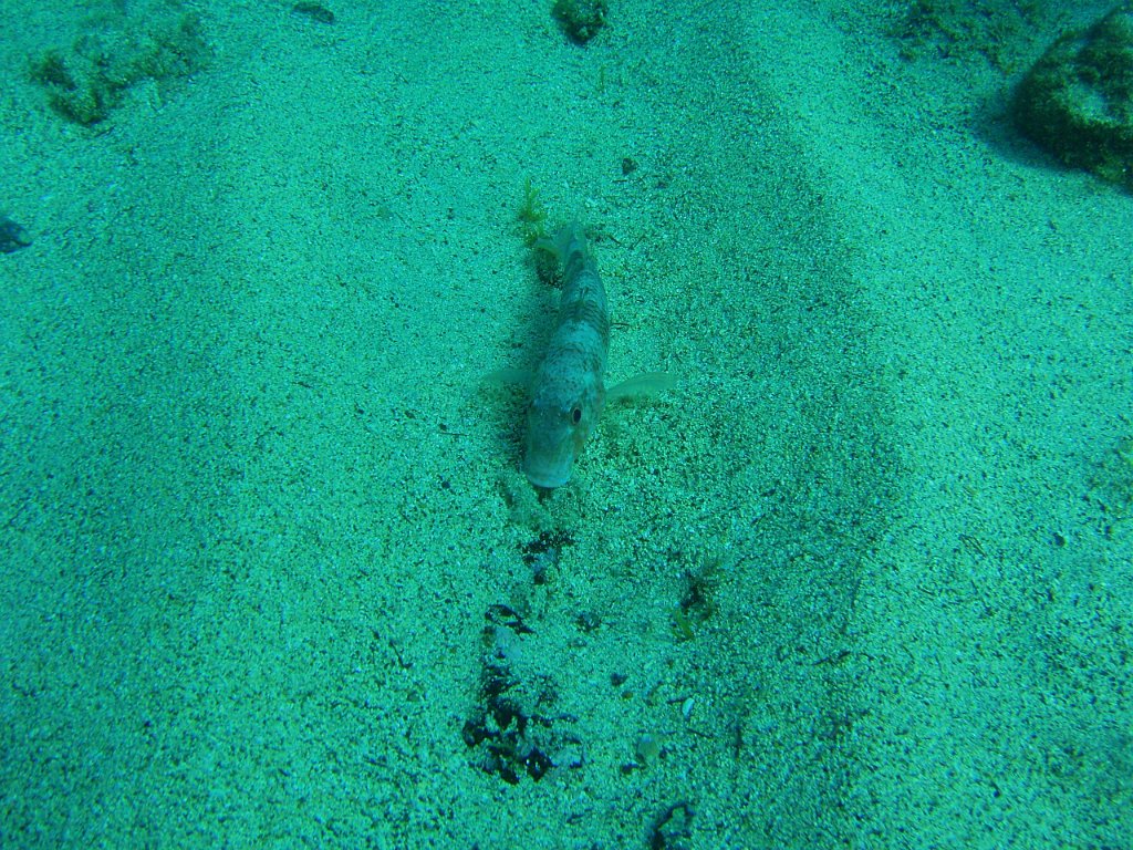 Bernard the Gurnard