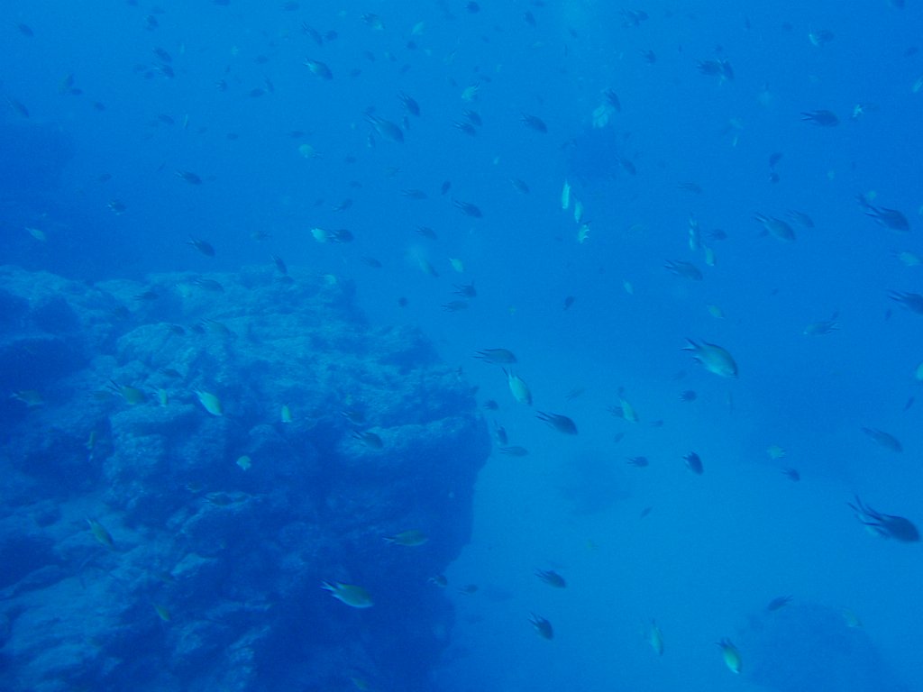 More damselfish