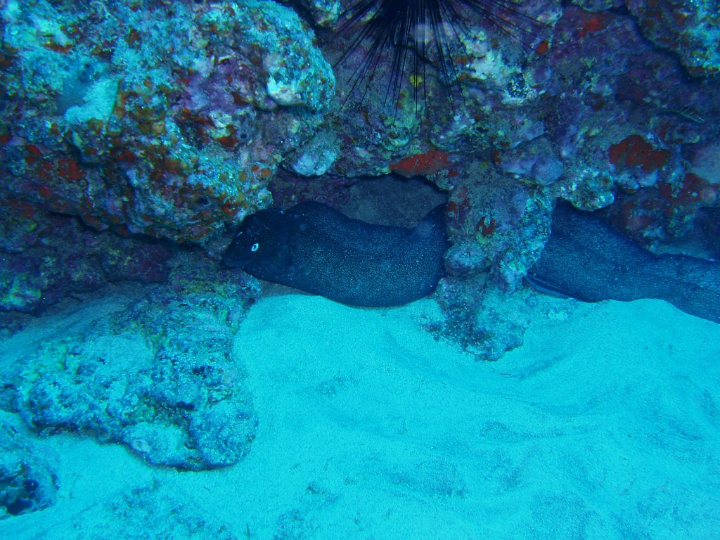 Moray twins