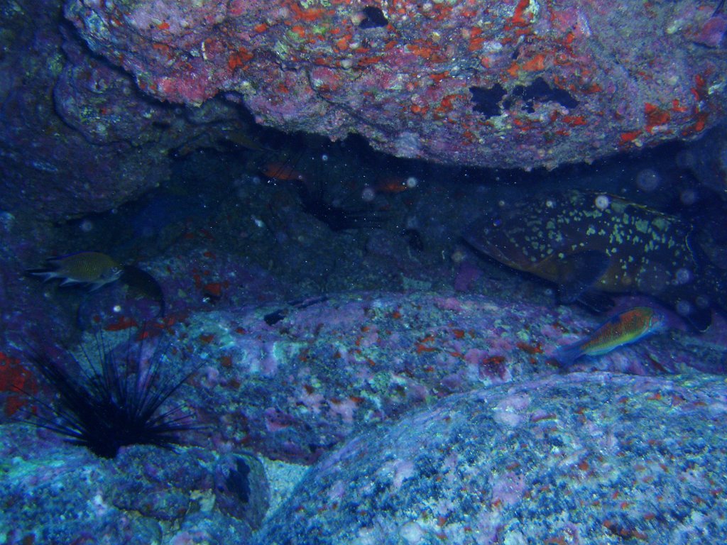Grouper