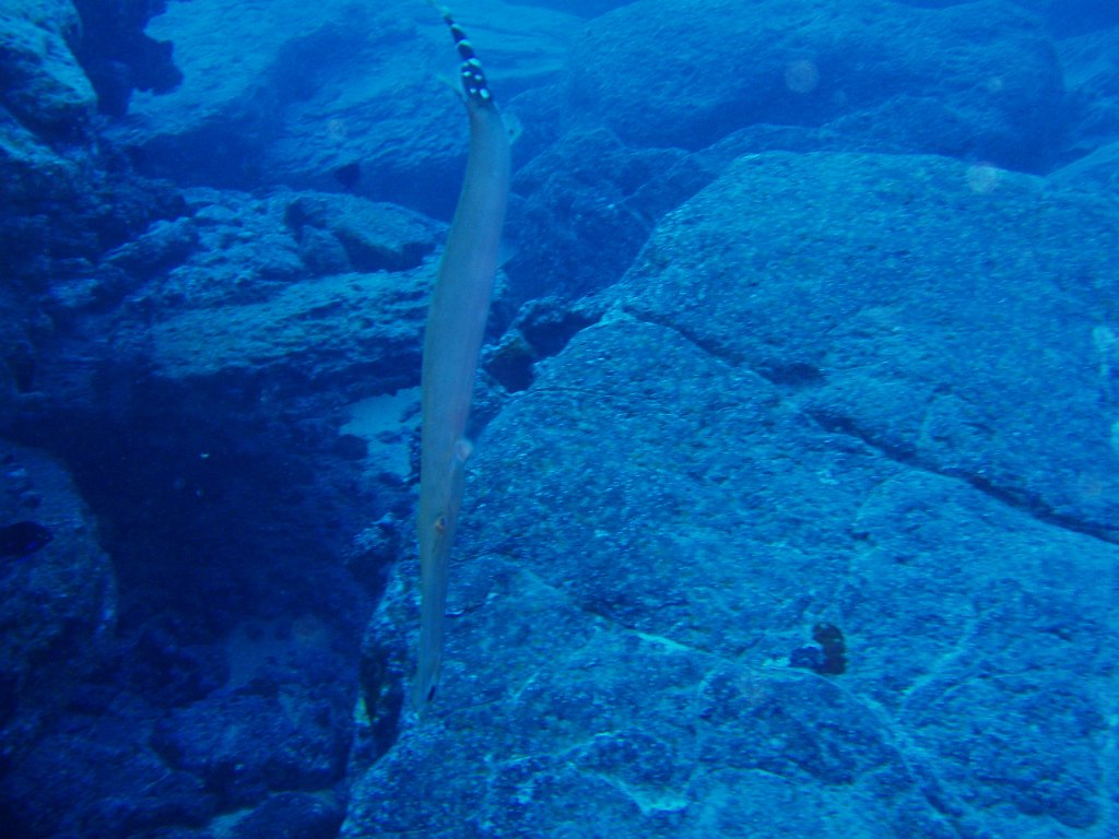 Trumpetfish