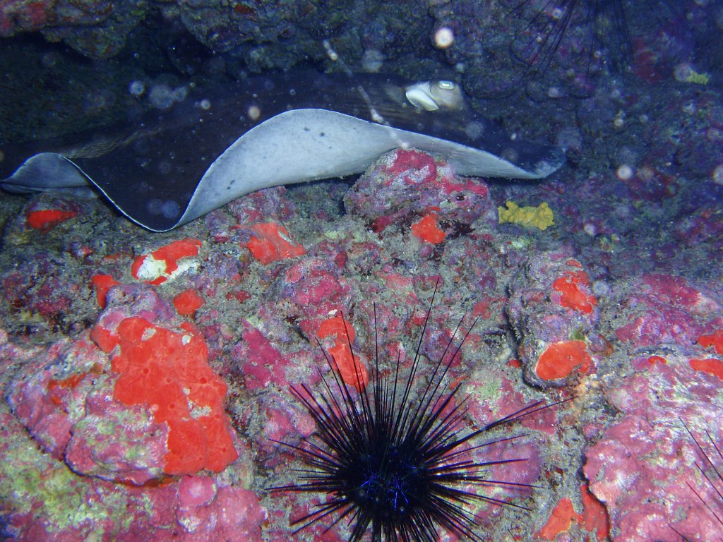 Stingray