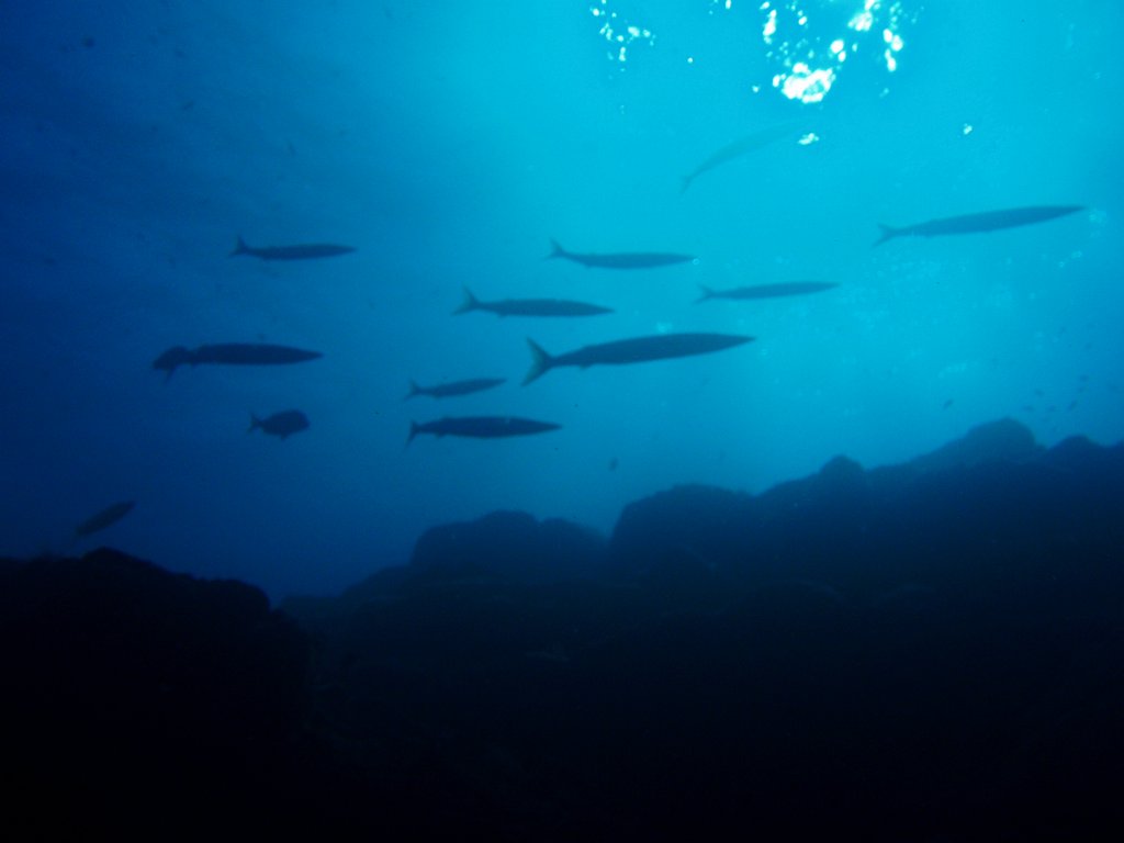 Barracuda