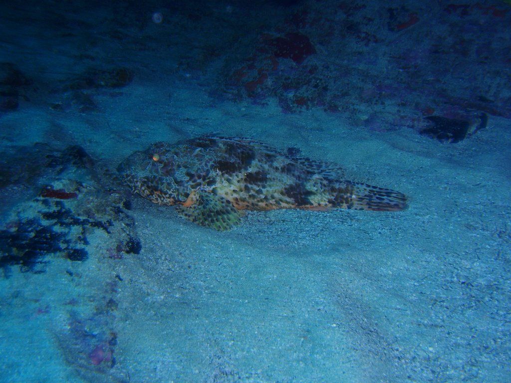 Scorpionfish