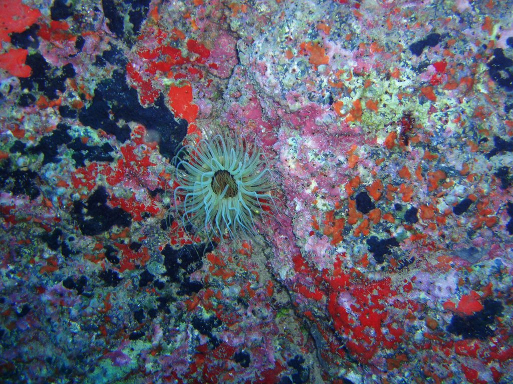 Messy tentacles