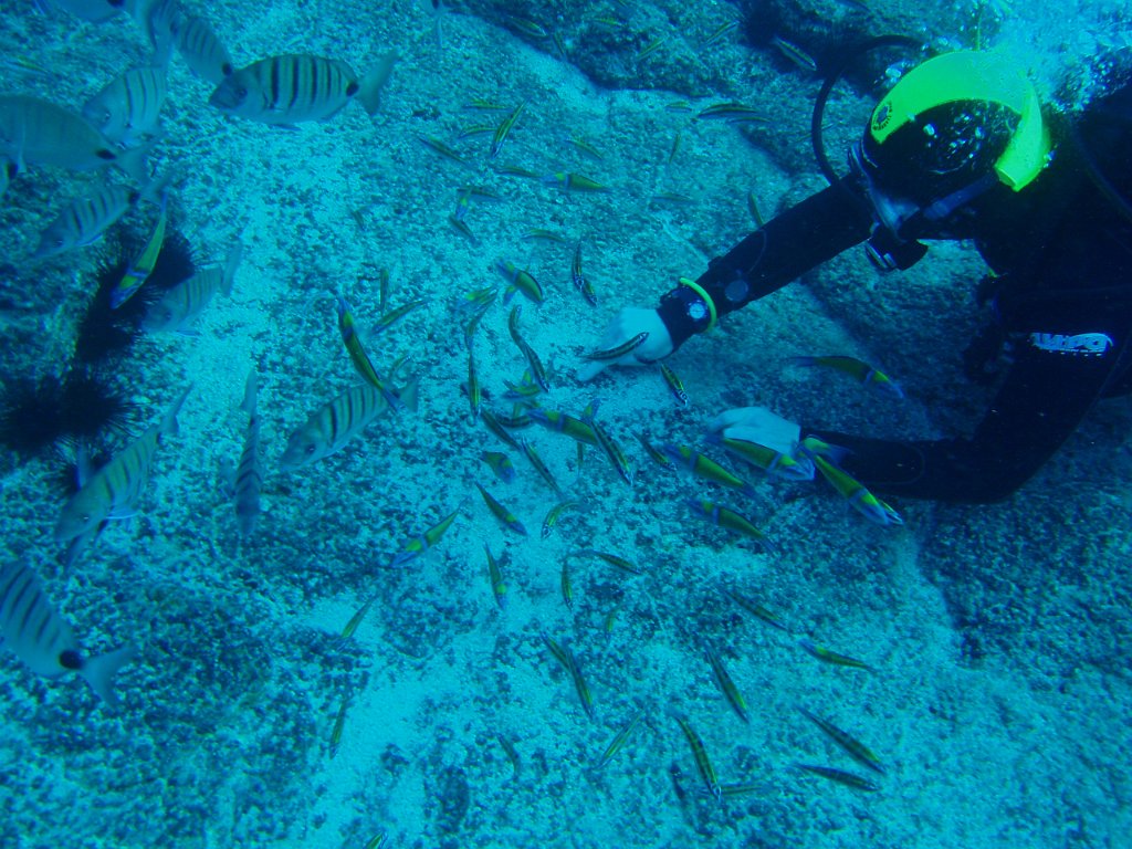 Wrasse tickling