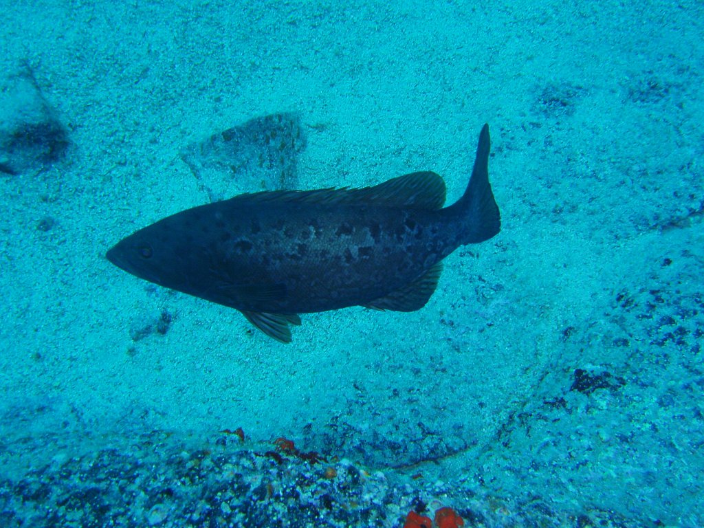 Grouper