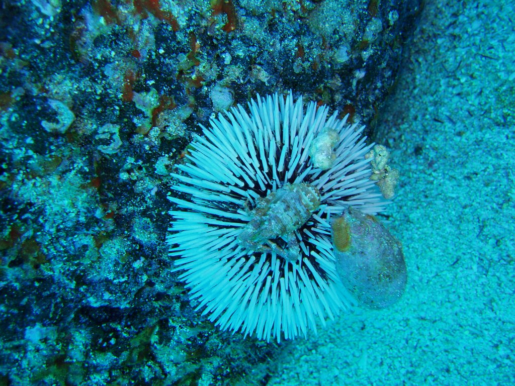 Squattie on an urchin!
