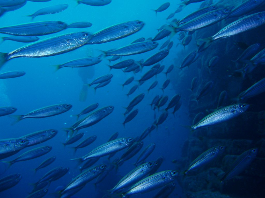 Engulfed in herring
