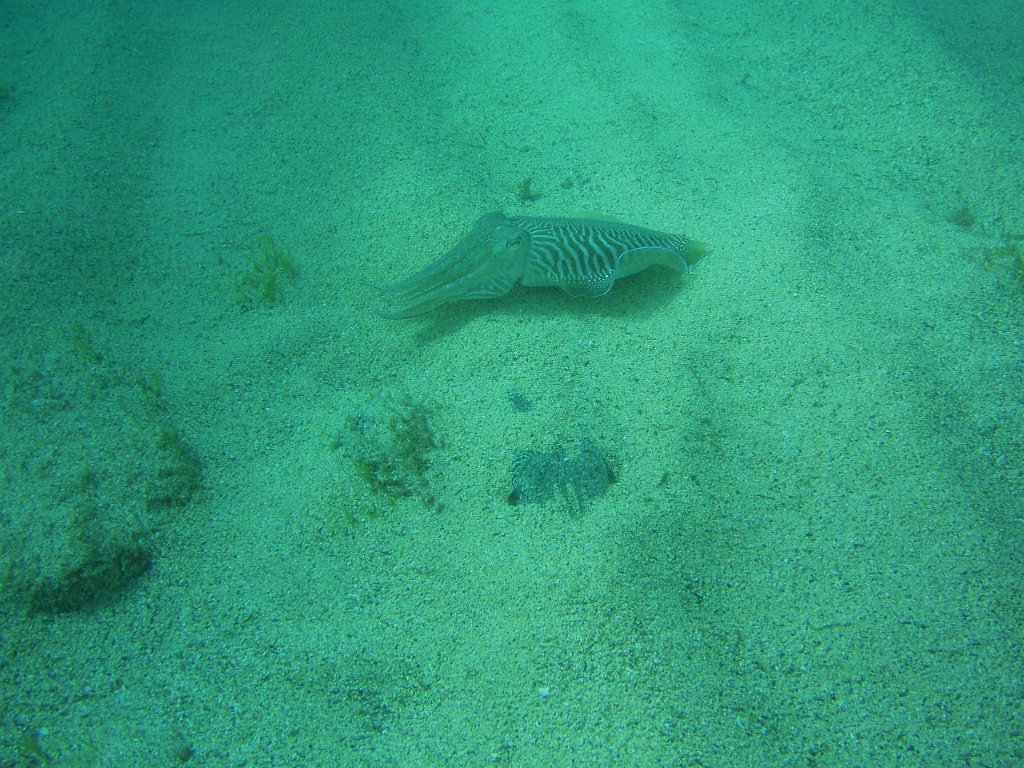 Cuttlefish