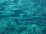 PC260781.JPG