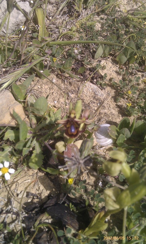 Bee orchid