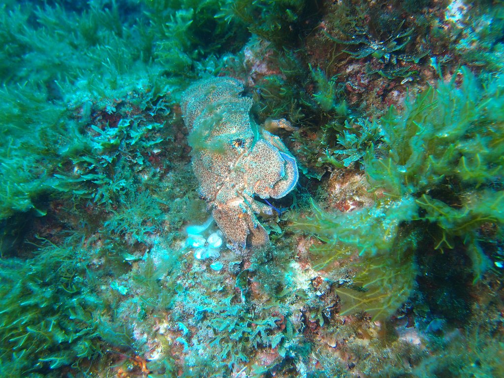 Blue Hole, Dwejra